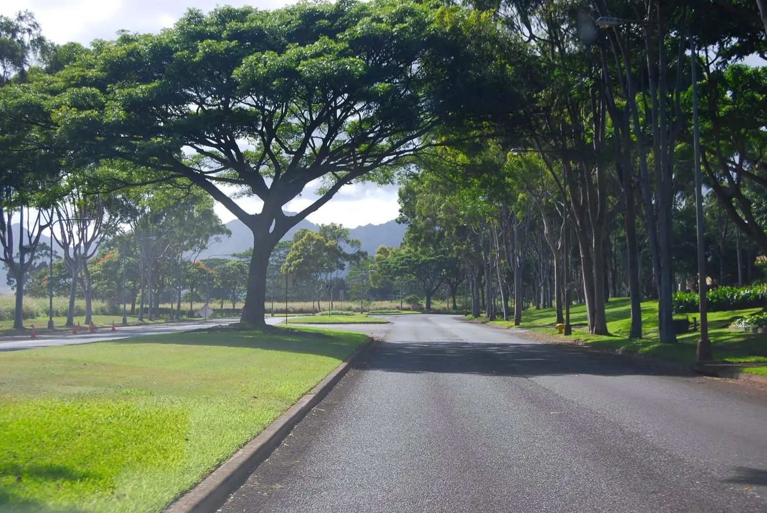Tree-lined street in nearby Mililani